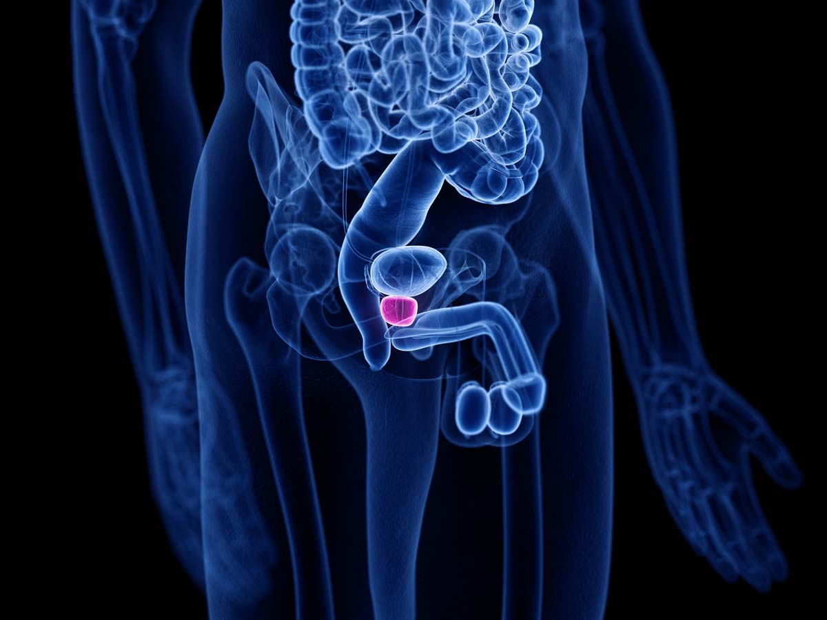 Prostata Prostata Darstellung im Körper